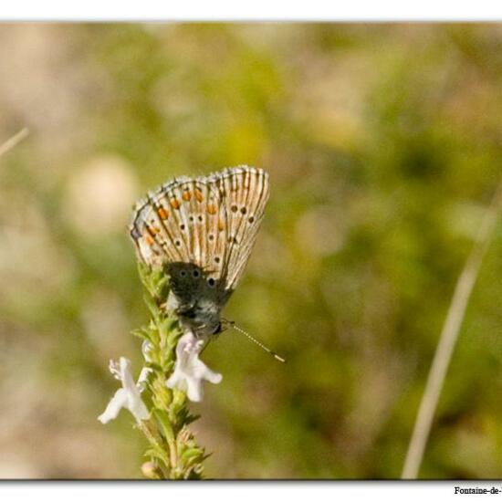 Polyommatus icarus: Animal in habitat Mountain meadows in the NatureSpots App