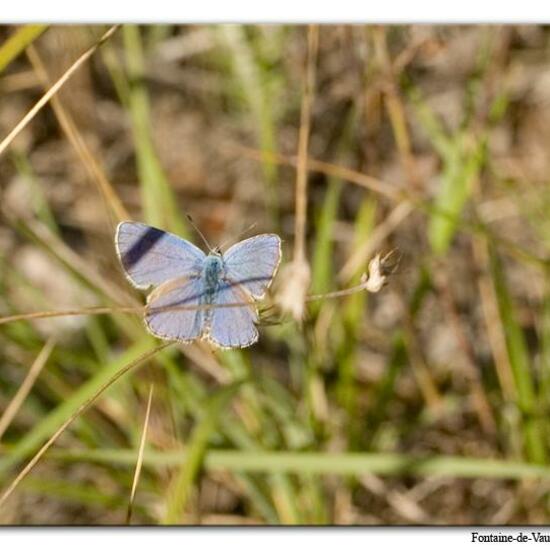 Lysandra bellargus: Tier im Habitat Bergwiese in der NatureSpots App