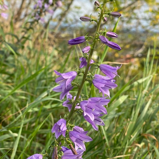 Bologneser Glockenblume: Pflanze im Habitat Wald der gemäßigten Breiten in der NatureSpots App