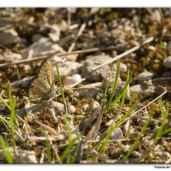 Polyommatus icarus: Animal in habitat Mountain meadows in the NatureSpots App