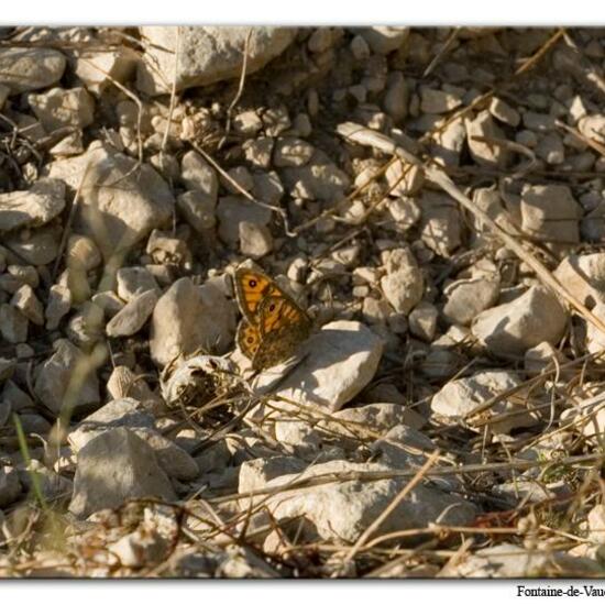 Mauerfuchs: Tier im Habitat Bergwiese in der NatureSpots App