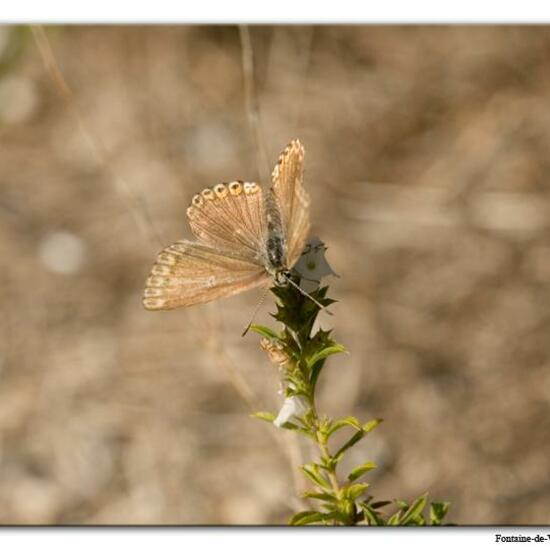 Lysandra coridon: Animal in habitat Mountain meadows in the NatureSpots App