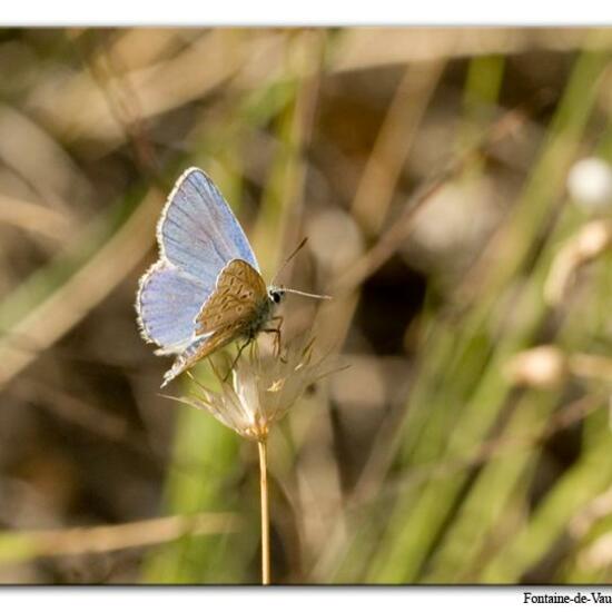 Lysandra bellargus: Animal in habitat Mountain meadows in the NatureSpots App