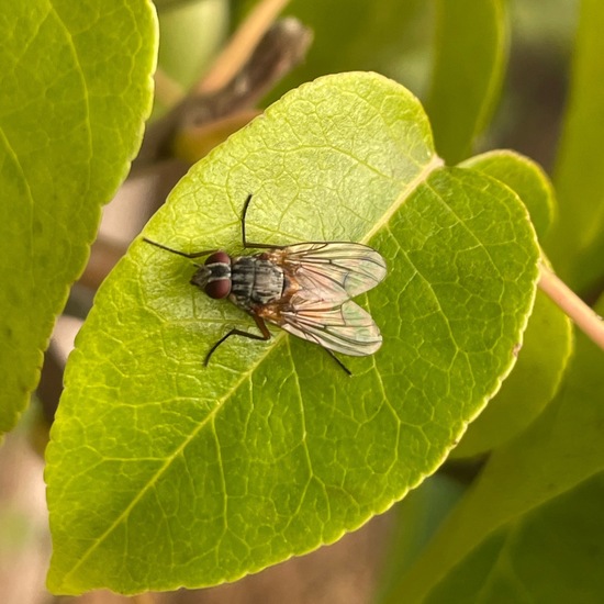 Stinkeschen: Pflanze im Habitat Naturnahe Wiese in der NatureSpots App