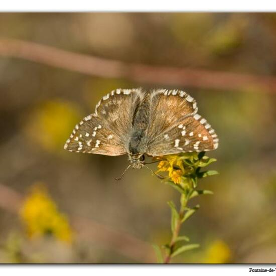 Pyrgus onopordi: Animal in habitat Mountain meadows in the NatureSpots App