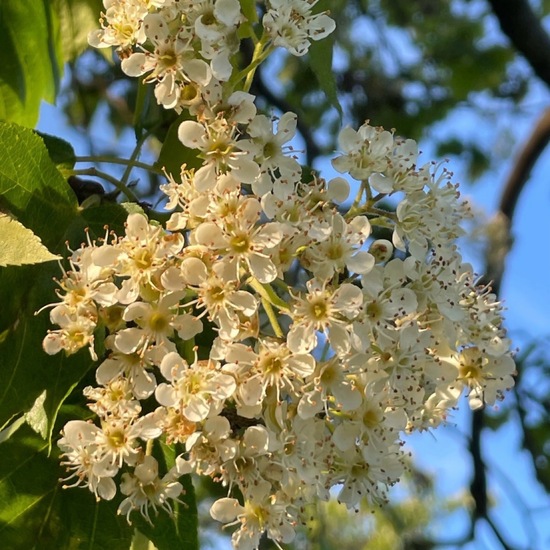 Sorbus torminalis: Plant in habitat Grassland in the NatureSpots App