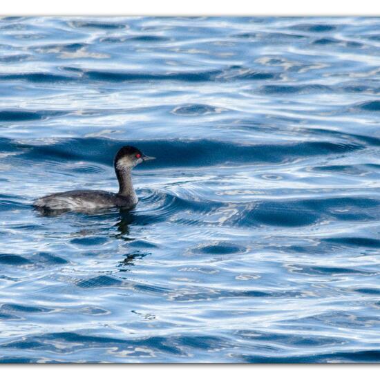 Black-necked Grebe: Animal in nature in the NatureSpots App