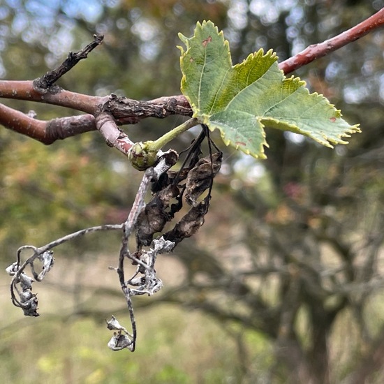 Elsbeere: Pflanze im Habitat Grasland und Büsche in der NatureSpots App