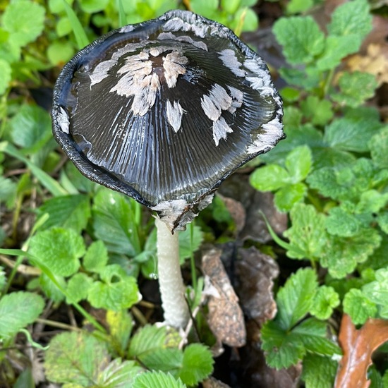 Coprinopsis picacea: Mushroom in habitat Temperate forest in the NatureSpots App