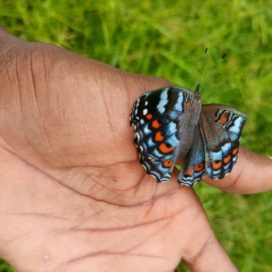 Precis octavia: Tier im Habitat Innenstadt in der NatureSpots App