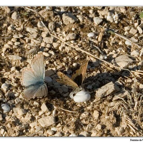 Lysandra coridon: Tier im Habitat Bergwiese in der NatureSpots App