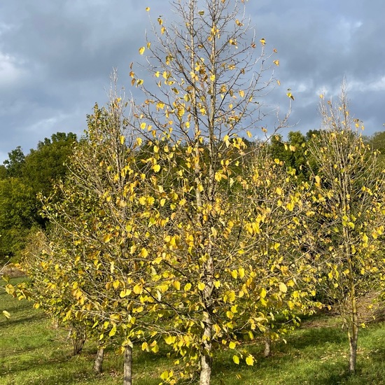 Baum-Hasel: Pflanze im Habitat Wald der gemäßigten Breiten in der NatureSpots App