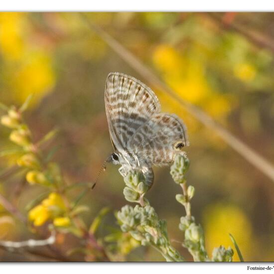 Leptotes pirithous: Animal in habitat Mountain meadows in the NatureSpots App