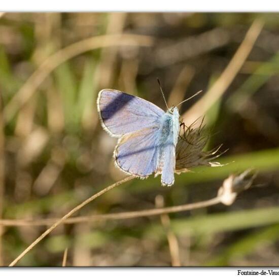 Lysandra bellargus: Tier im Habitat Bergwiese in der NatureSpots App