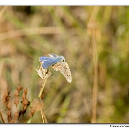 Lysandra bellargus: Tier im Habitat Bergwiese in der NatureSpots App