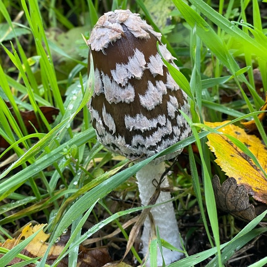 Coprinopsis picacea: Mushroom in habitat Temperate forest in the NatureSpots App