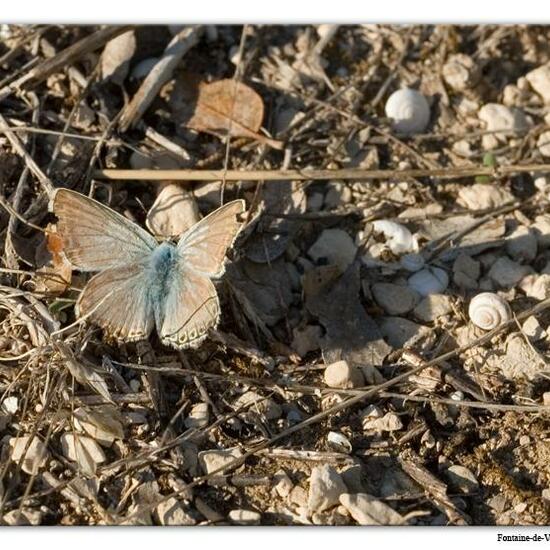 Lysandra coridon: Animal in habitat Mountain meadows in the NatureSpots App