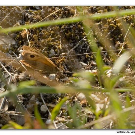 Kleines Wiesenvögelchen: Tier in der Natur in der NatureSpots App