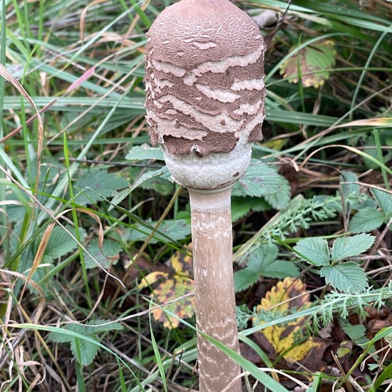 Macrolepiota procera: Mushroom in habitat Temperate forest in the NatureSpots App