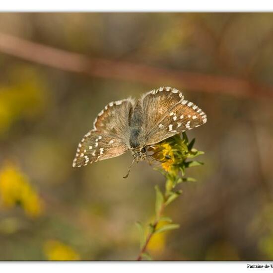 Pyrgus onopordi: Animal in habitat Mountain meadows in the NatureSpots App