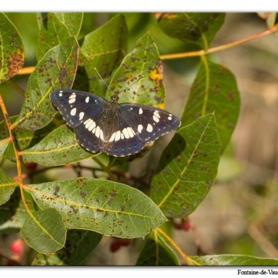 Blauschwarzer Eisvogel: Tier im Habitat Bergwiese in der NatureSpots App