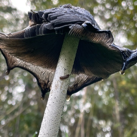 Specht-Tintling: Pilz im Habitat Wald der gemäßigten Breiten in der NatureSpots App