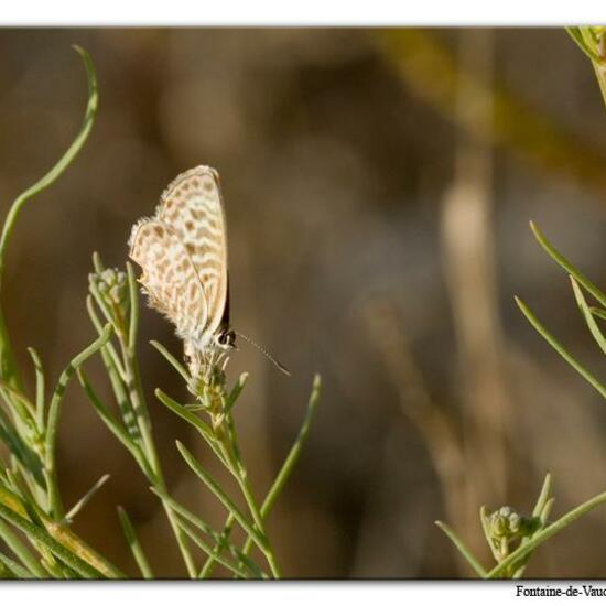 Leptotes pirithous: Animal in habitat Mountain meadows in the NatureSpots App