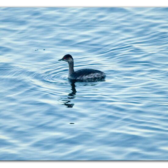 Black-necked Grebe: Animal in nature in the NatureSpots App