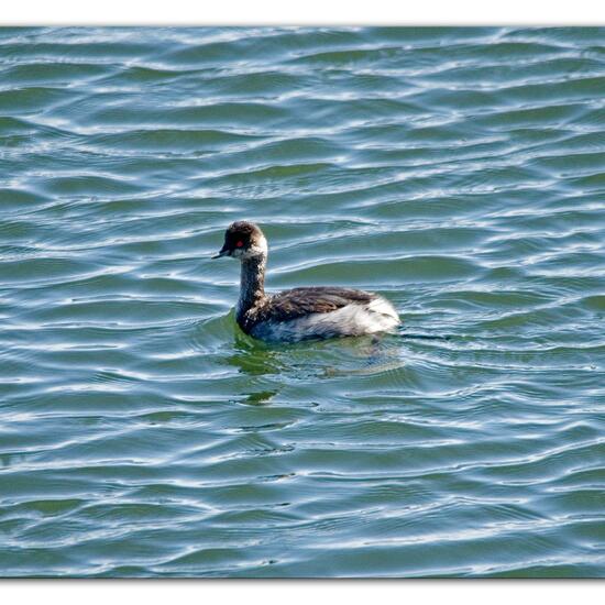 Black-necked Grebe: Animal in nature in the NatureSpots App