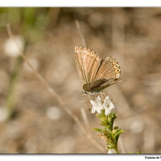 Lysandra coridon: Animal in habitat Mountain meadows in the NatureSpots App