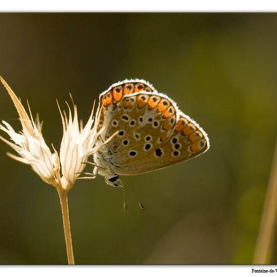 Aricia cramera: Animal in habitat Mountain meadows in the NatureSpots App