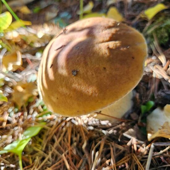 Boletus pinophilus: Mushroom in nature in the NatureSpots App