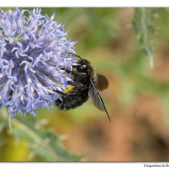 Xylocopa violacea: Tier in der Natur in der NatureSpots App