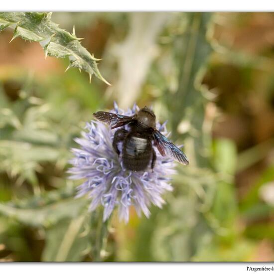 Xylocopa violacea: Animal in nature in the NatureSpots App