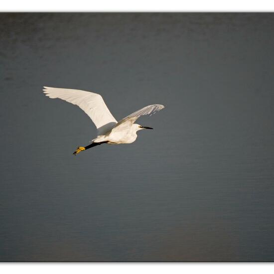 Little Egret: Animal in habitat Marine in the NatureSpots App