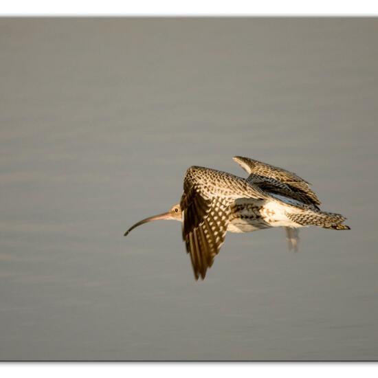 Eurasian Curlew: Animal in nature in the NatureSpots App