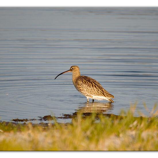 Eurasian Curlew: Animal in nature in the NatureSpots App