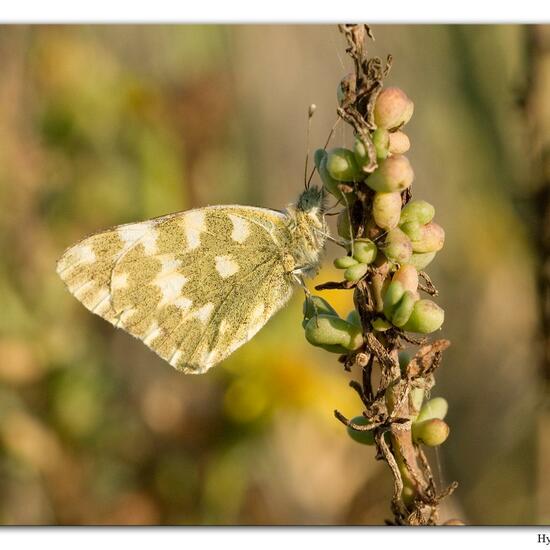 Pontia daplidice: Tier in der Natur in der NatureSpots App