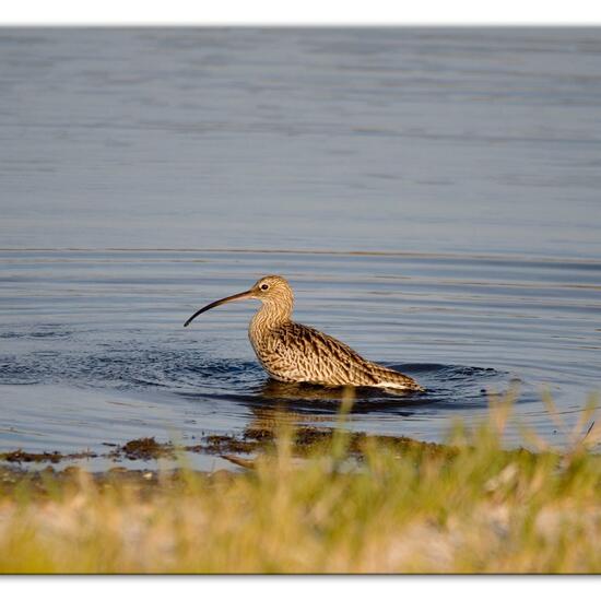 Eurasian Curlew: Animal in nature in the NatureSpots App