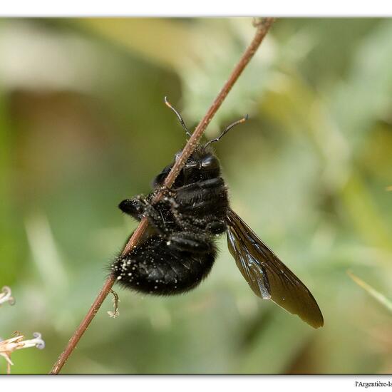 Xylocopa violacea: Tier in der Natur in der NatureSpots App