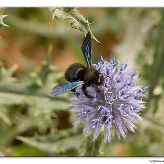 Xylocopa violacea: Tier in der Natur in der NatureSpots App