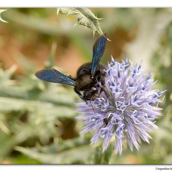 Xylocopa violacea: Animal in nature in the NatureSpots App