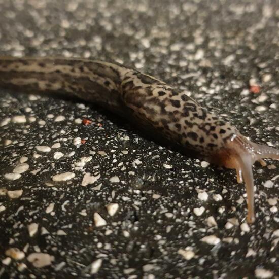 Limax maximus: Animal in habitat Backyard in the NatureSpots App