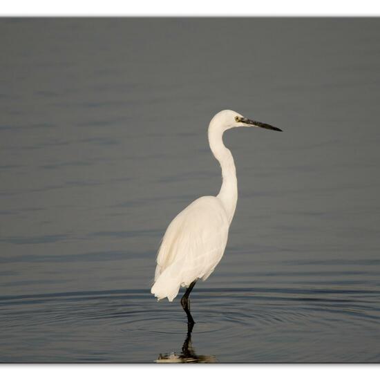 Little Egret: Animal in habitat Marine in the NatureSpots App