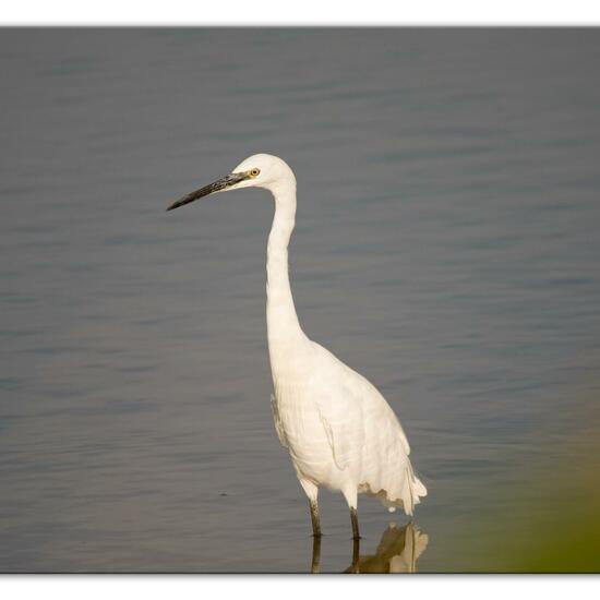 Little Egret: Animal in nature in the NatureSpots App