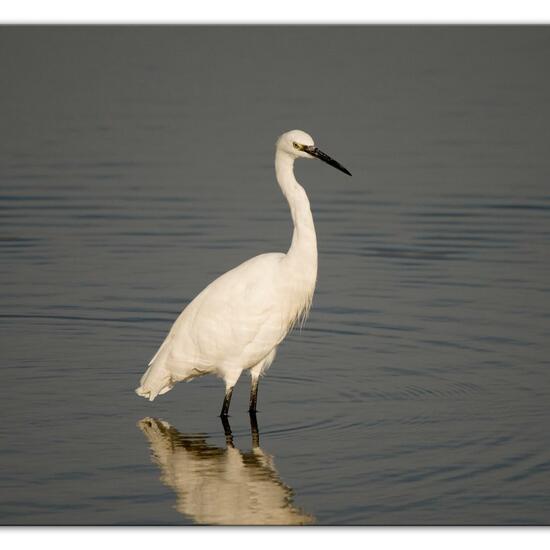 Little Egret: Animal in habitat Marine in the NatureSpots App