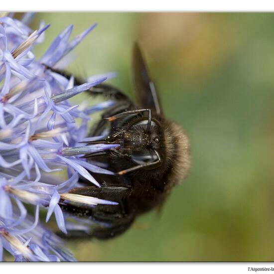 Xylocopa violacea: Tier in der Natur in der NatureSpots App