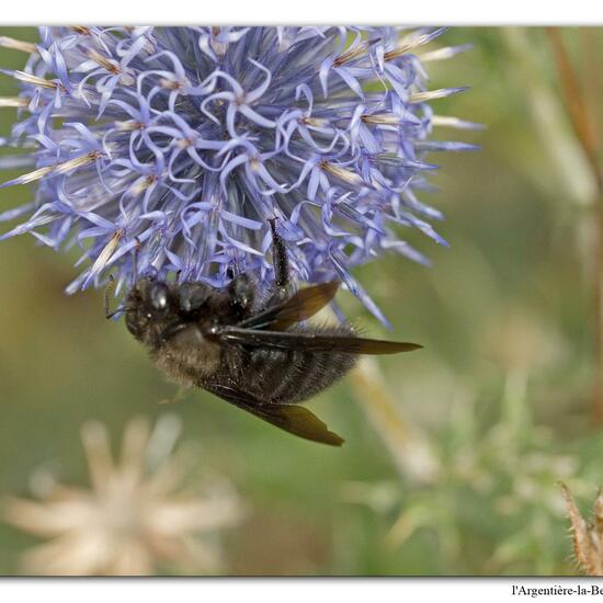 Xylocopa violacea: Tier in der Natur in der NatureSpots App