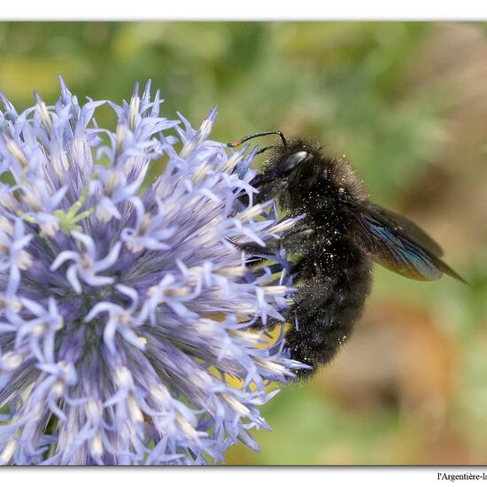 Xylocopa violacea: Tier in der Natur in der NatureSpots App