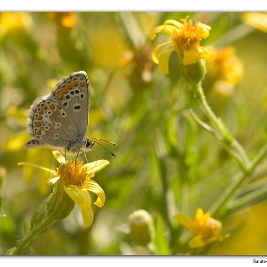 Aricia agestis: Animal in habitat Rock areas in the NatureSpots App